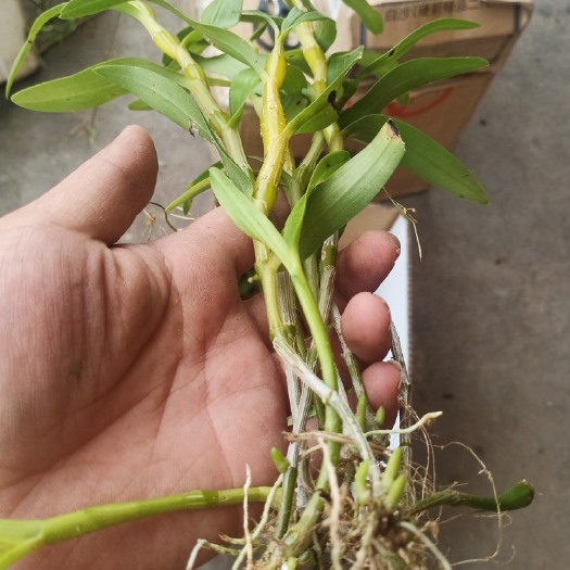 赤水市【可食用】基地金钗石斛种苗批发 带新芽多 苗壮 现采现发