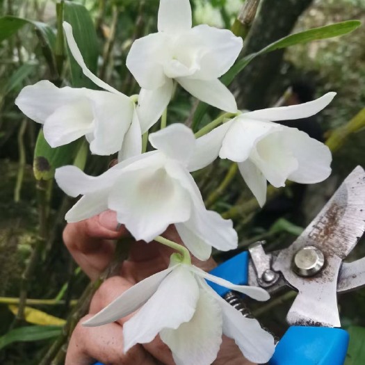 赤水市金钗石斛种苗  【带花苞】个体白花素钗金钗石斛 少货 现采现发