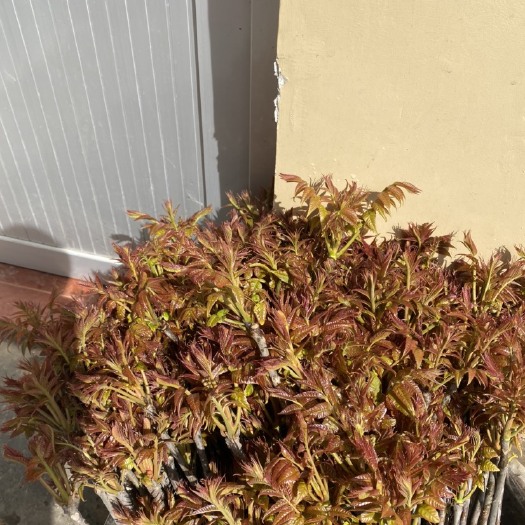 香椿芽 露天香椿   红油椿