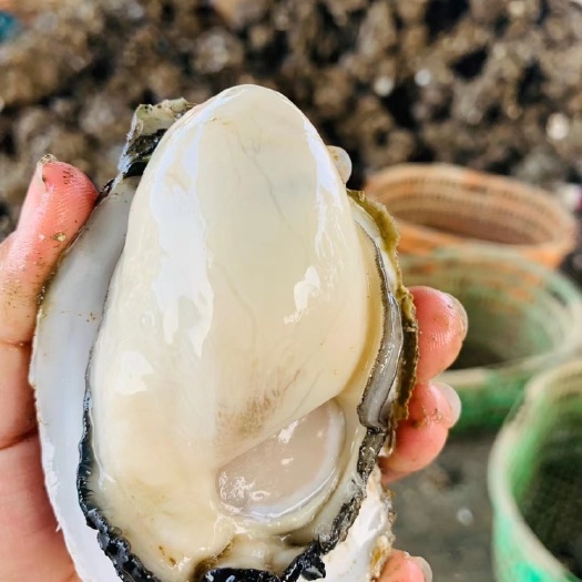 阳西县珍珠蚝  牡蛎  广东阳江生蚝 蚝场全国供应 量大从优 烧烤 餐饮批发