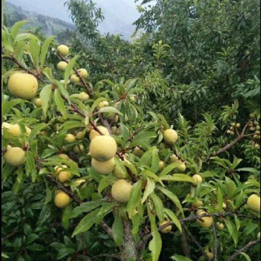 镇宁县 贵州正宗蜂糖李
