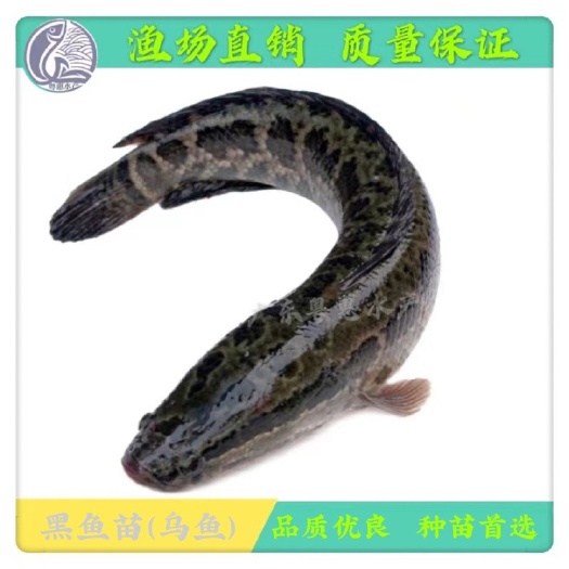 博罗县广东乌鳢苗  鱼苗  黑鱼苗  生鱼苗  发财鱼苗批发