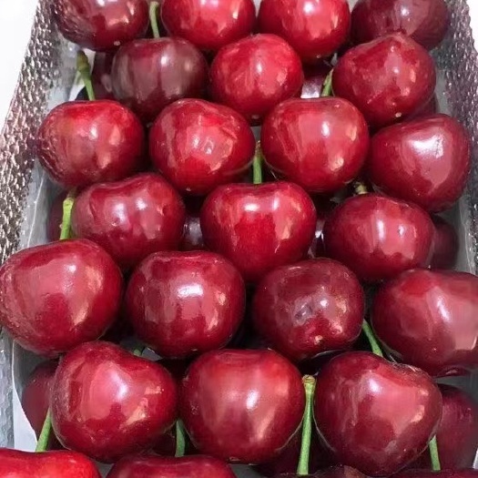 烟台美早樱桃 山东烟台大棚樱桃