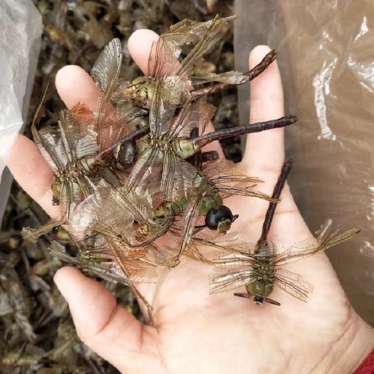 灌云县 药用蜻蜓