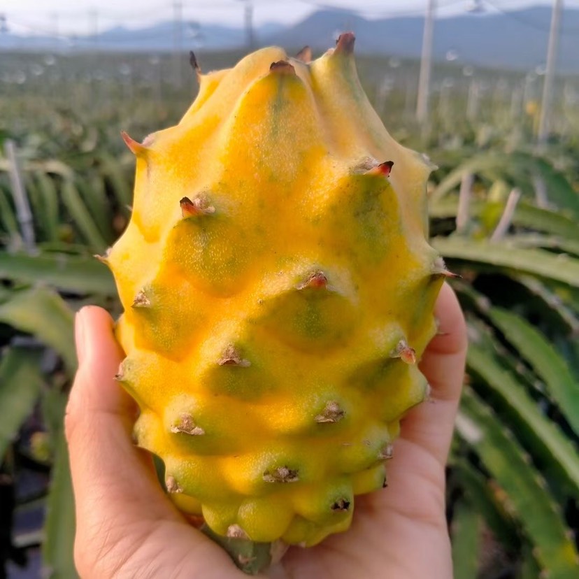 海南三亚燕窝果麒麟果新鲜当季水果