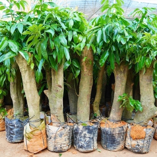 灵山县妃子笑荔枝苗 高压圈桩头树苗正品嫁接苗基地直拱大量现货