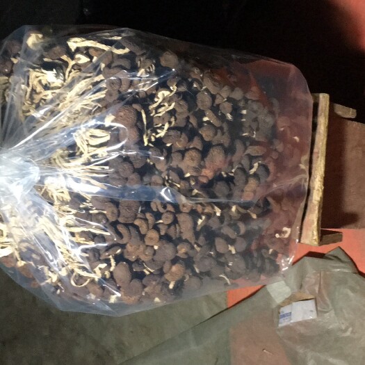广昌县广昌5号茶树菇 江西省抚州市广昌县 8~10cm 未开伞 干茶树菇 