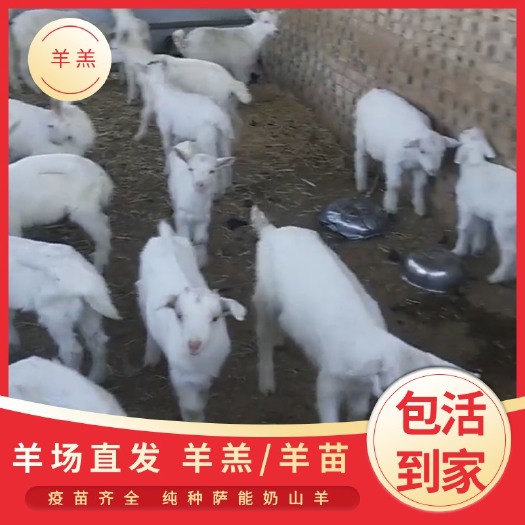 富平县纯种萨能奶山羊羊羔羊苗批发，养殖场直销，无中间商