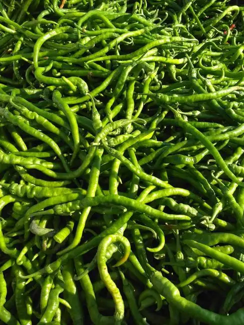 广安二荆条 新鲜辣椒 线椒 基地直供 品质有保证