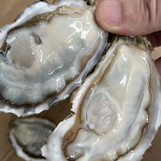 广州乳山蚝三倍体~自家蚝场~向全国发货