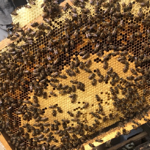 岑溪市中蜂4000工蜂足蜂一脾带王原群蜂王带子脾带发货