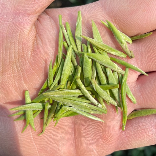 信阳毛尖茶 明前次芽倒了 信阳毛尖