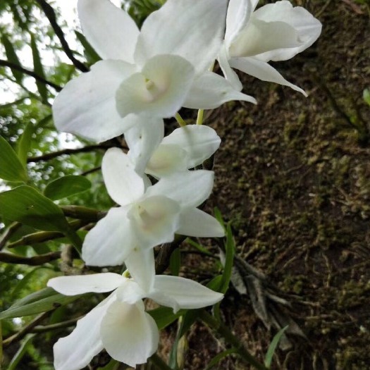赤水市石斛种苗 白花金钗石斛小苗 包对版