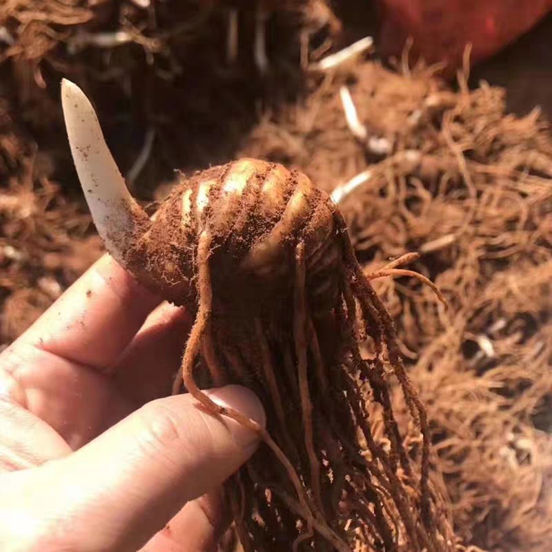 峨边彝族自治县重楼苗  华 七叶一枝花 灯台七
