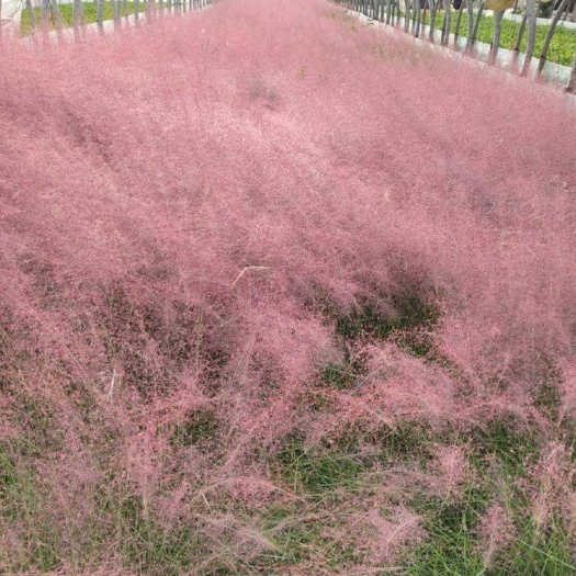 宜良县 粉黛乱子草