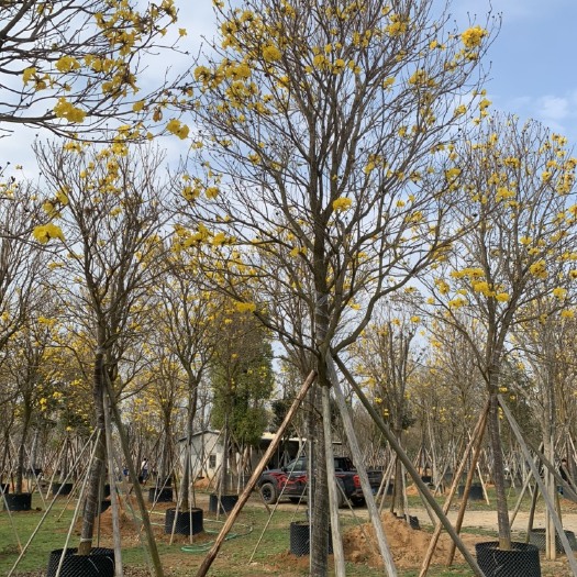 普宁市5-15公分黄花风铃木