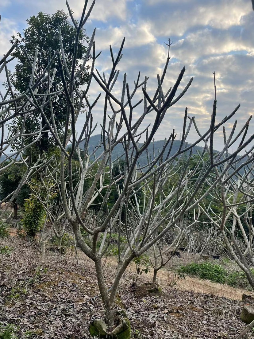 铁红鸡蛋花漳州鸡蛋花种植基地苗农低价直销批发