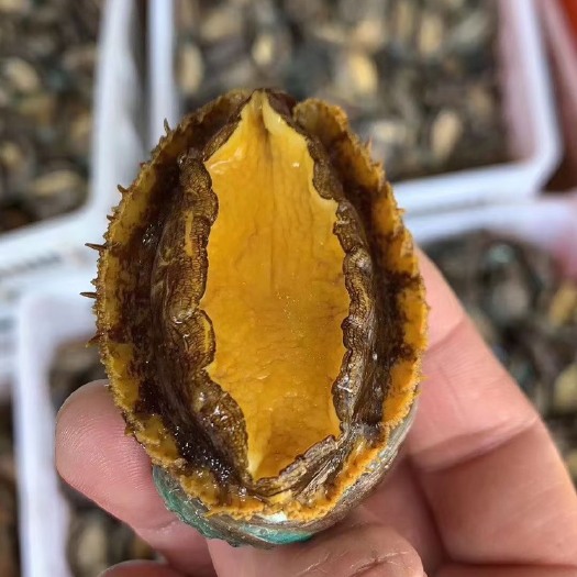 东山县活冻鲍鱼，单冻漂烫鲍鱼全规格