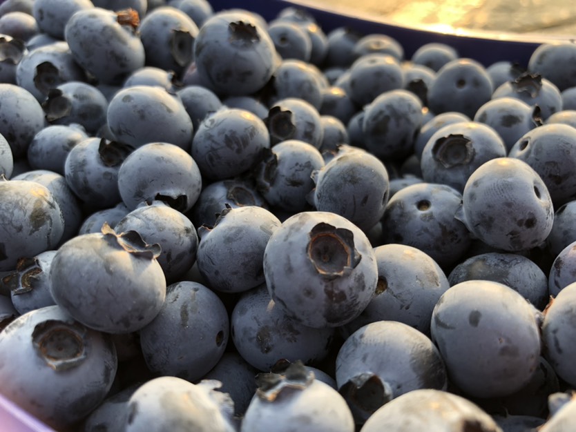 澄江市云南露天蓝莓，果好价优，保质保量，全年有货，支持整车，冷链