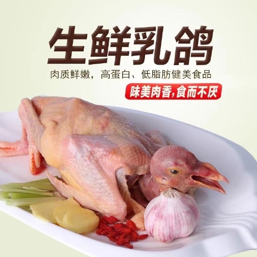 石家庄 农家营养土鸽子白条鸽扒皮鸽活体鸽烤鸽子