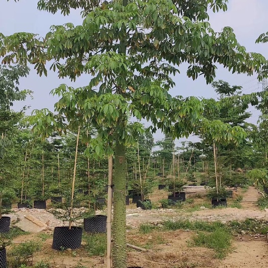  10-20分美丽异木棉  美人树   美丽木棉