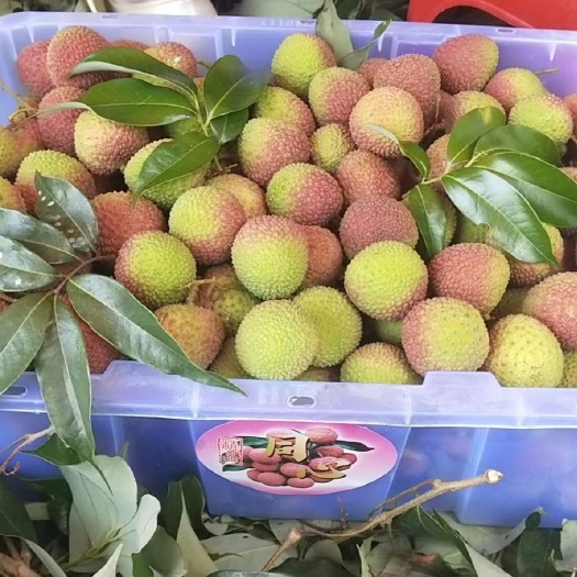 高州市妃子笑荔枝浅红表皮2cm果径广东茂名产地直发 多种运输方式