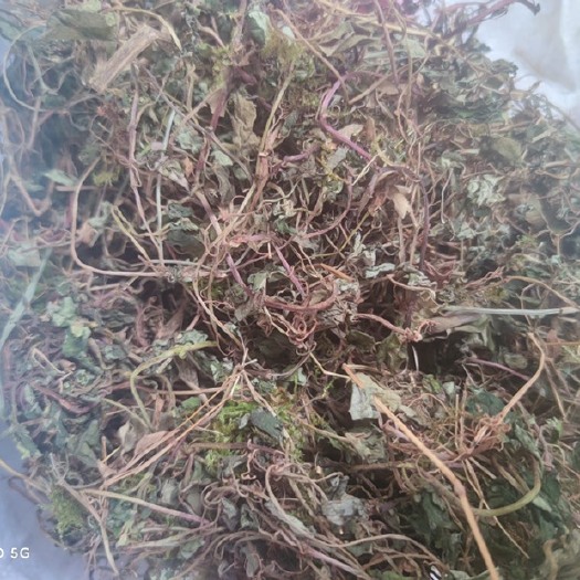 南充过路草小叶金钱草四川南充药材正宗中药批发零售风寒草正品