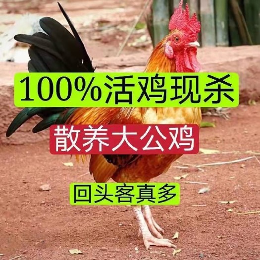 叶县【散养大公鸡】农村老公鸡笨公鸡现杀新鲜鸡肉土鸡柴鸡走地鸡