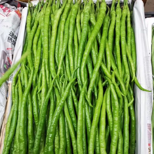 昆明线椒苗 大量八号线椒“现苗”热售当中、欢迎订购、量大从优、先到先得！