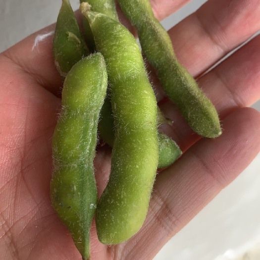 辽阳县毛豆荚 毛豆、大白毛