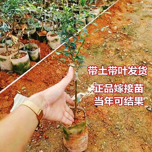 灵山县莱姆柠檬苗  果树苗 柠檬苗 手指柠檬苗 指橙 南北方种植 当年即可结果