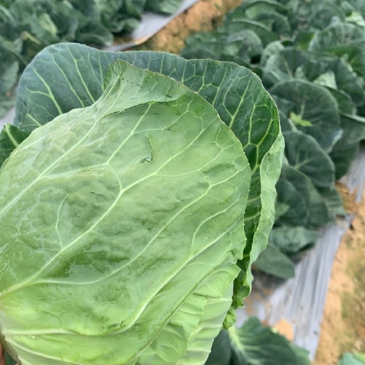 横州市中甘系列甘蓝 包菜 精品甘蓝 软甘蓝 诚邀批发商 超市平台合