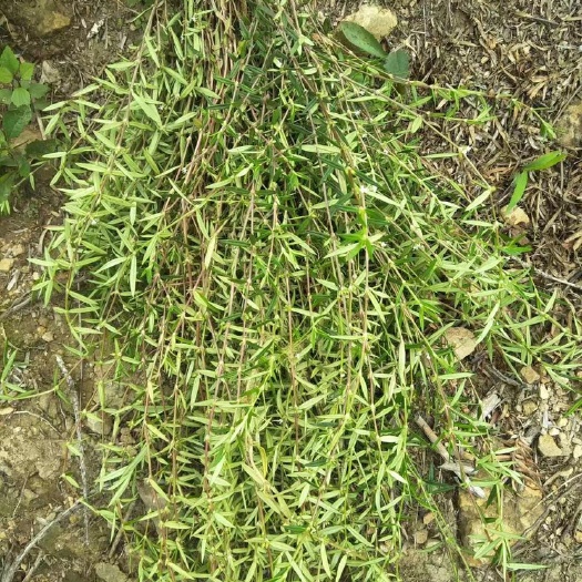 揭阳蛇舌草 鲜货 需要干货请联系下单