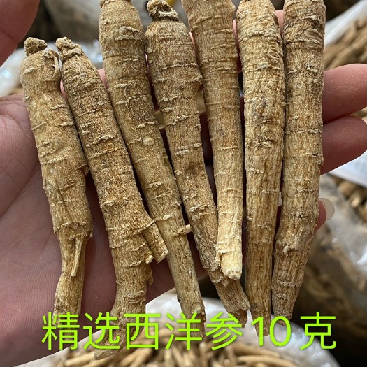 文山市西洋参 吉林长白山西洋参 靓货 参味浓