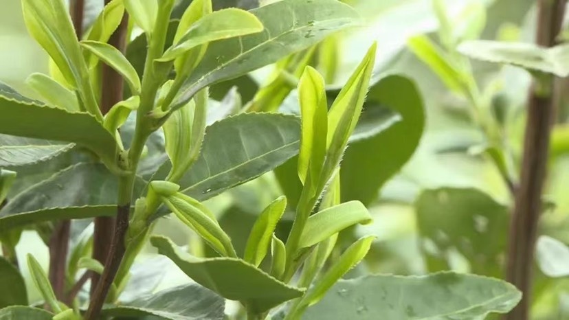 商城县 绿茶