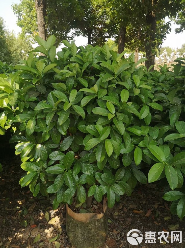 非洲茉莉 欧洲夹迷球