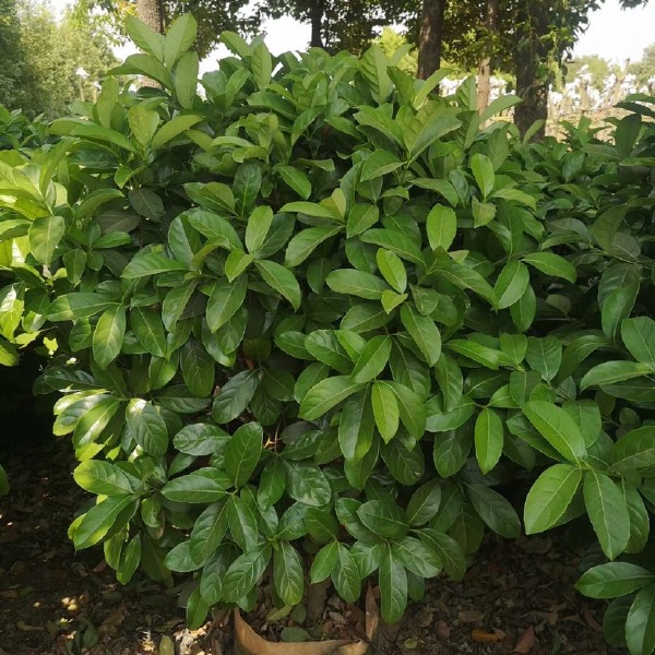 非洲茉莉 欧洲夹迷球