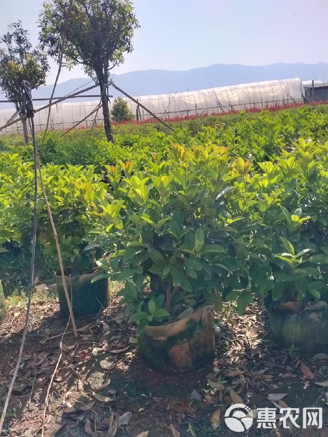 非洲茉莉 欧洲夹迷球