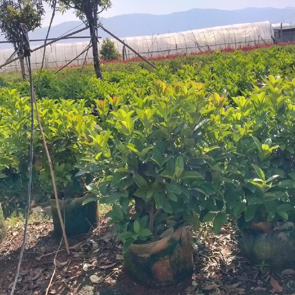 非洲茉莉 欧洲夹迷球