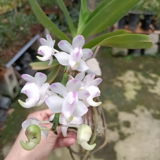 多花指甲兰 【带花芽】香花指甲兰，批发大量有货 带板以存活