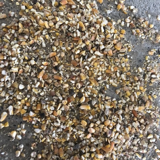 聊城干玉米 碎玉米 大量供货