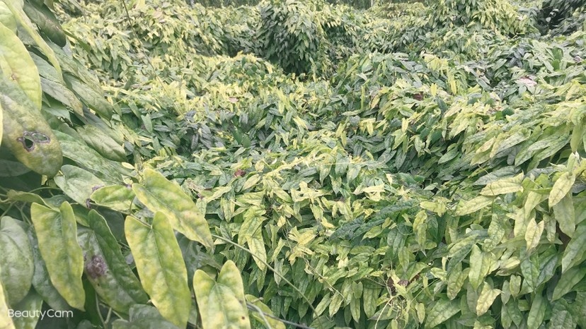 峨眉山市青牛胆种苗 金果榄苗，地苦胆苗