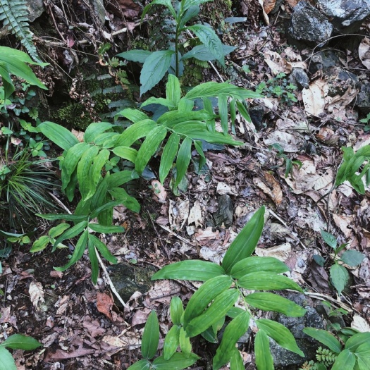 湘乡市姜形黄精 黄精，深山自然生长，营业健康