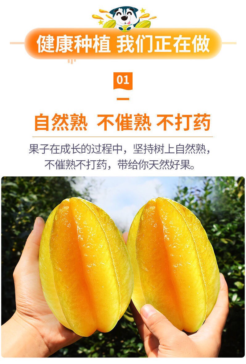 香蜜杨桃  杨桃 产地直销