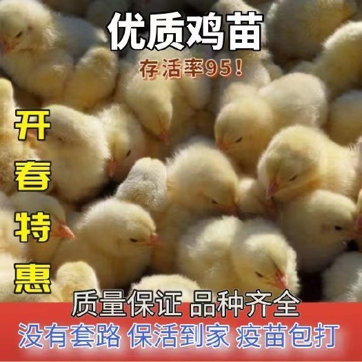 阳信县土鸡苗 小鸡仔苗青脚麻鸡黑脚土鸡小鸡活鸡仔五黑鸡活体大种肉鸡