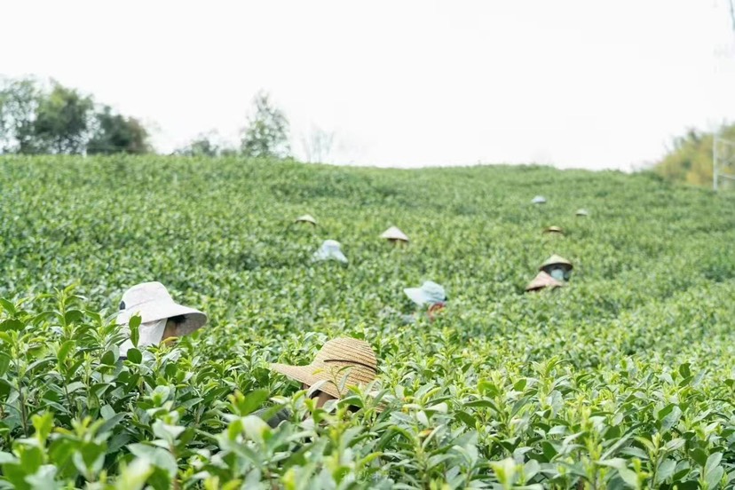  高山绿茶