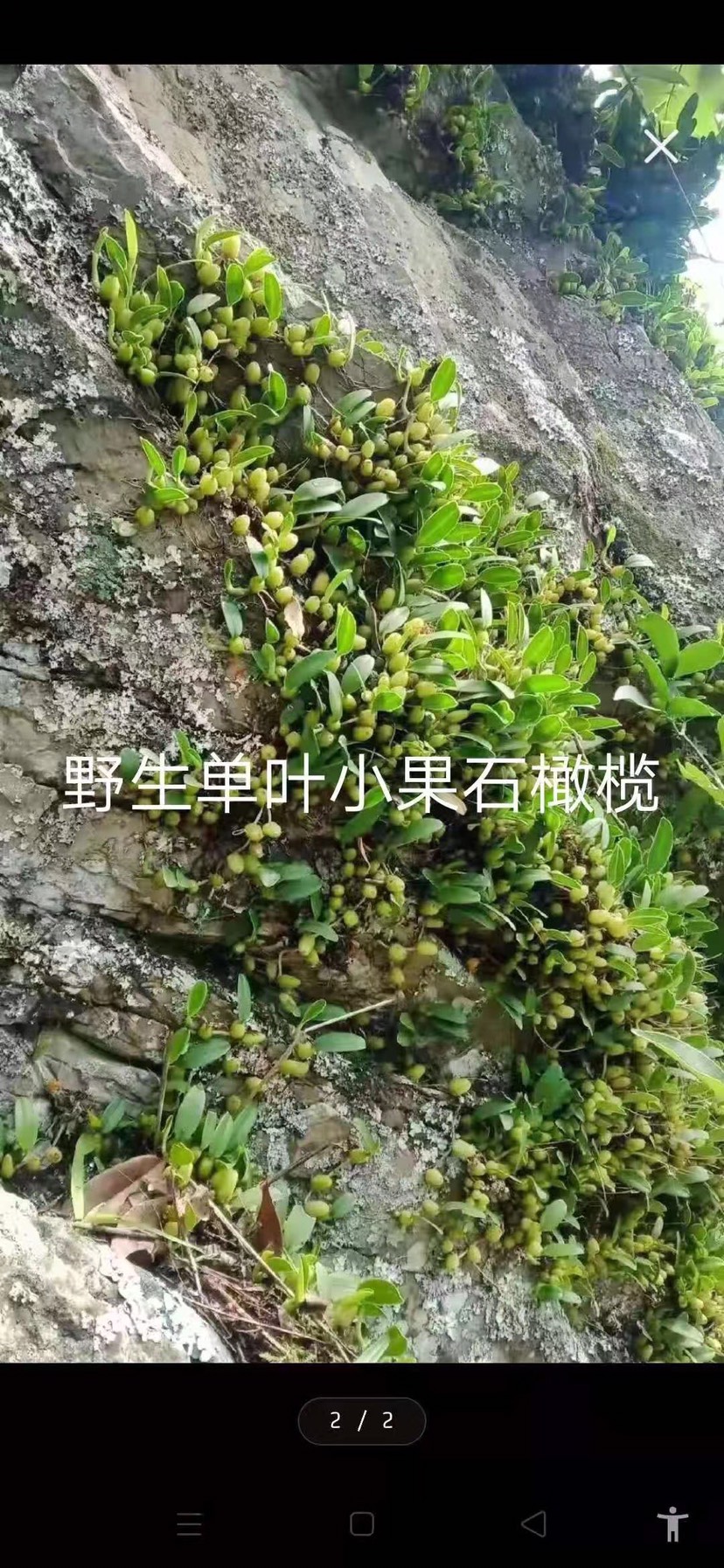 石橄榄单叶小果