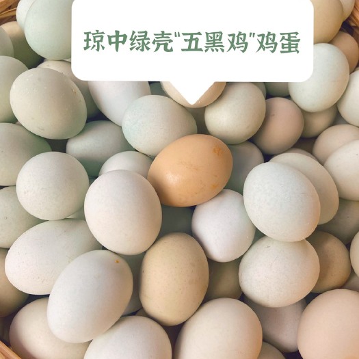 万宁市绿壳蛋 琼中绿壳“五黑鸡”鸡蛋