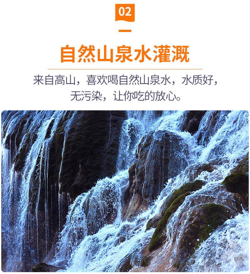 香蜜杨桃  杨桃 产地直销