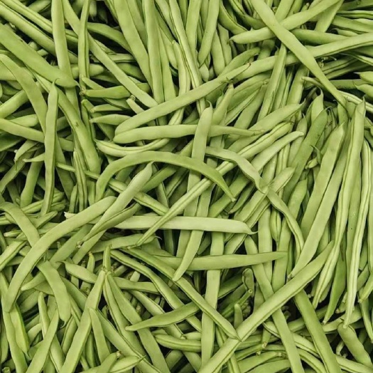 白花四季豆 四季豆